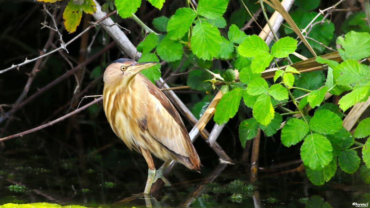 Little Bittern