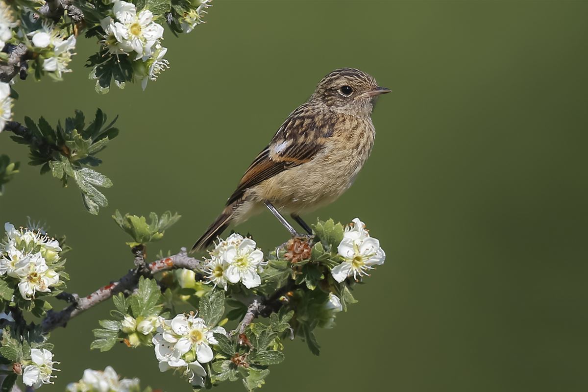 European Stonechat
