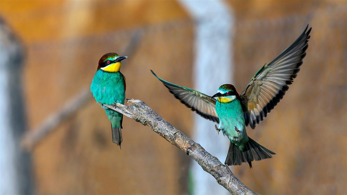 European Bee-eater