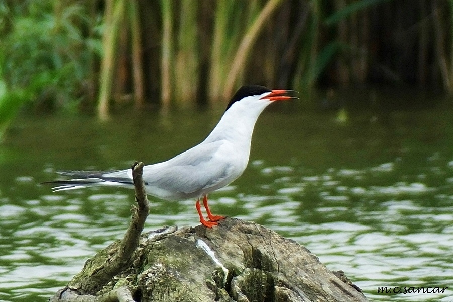 Common Tern