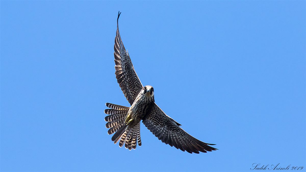 Eleonora`s Falcon