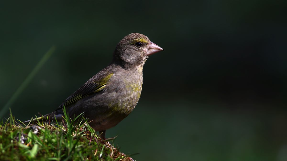 European Greenfinch