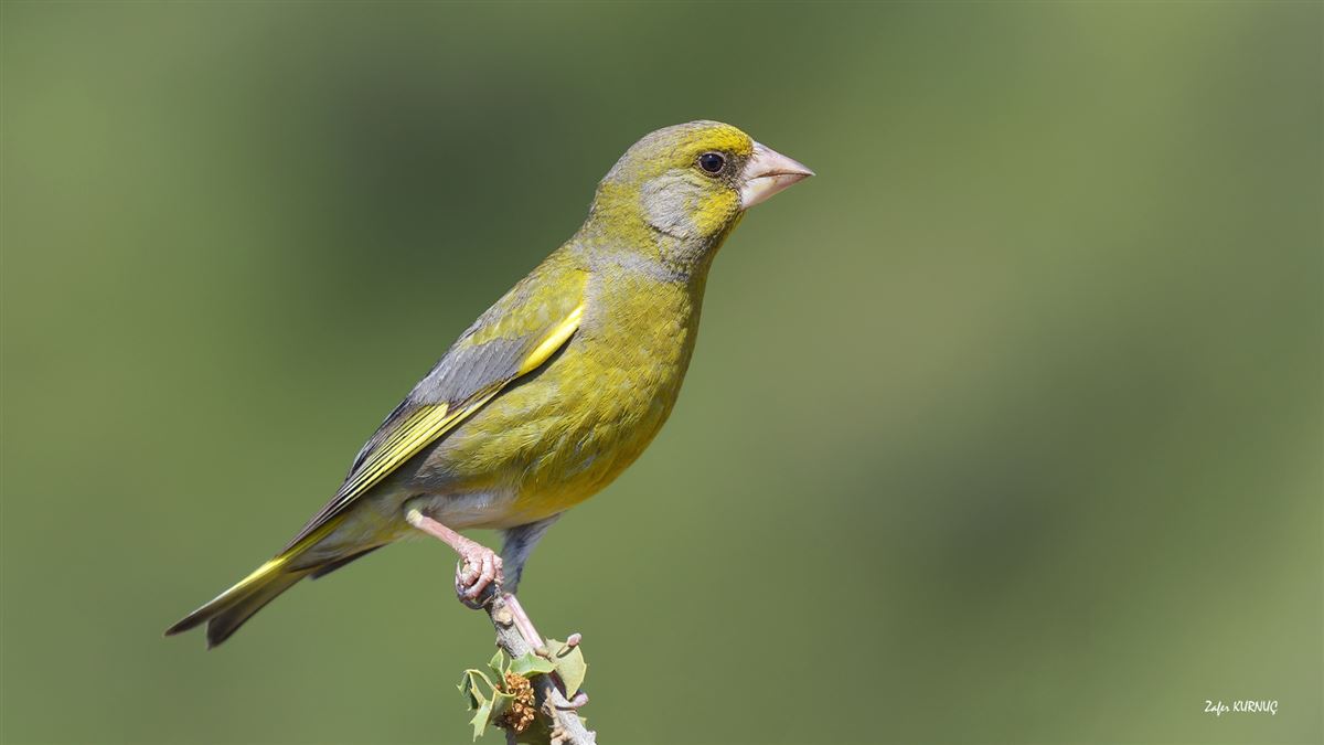 European Greenfinch