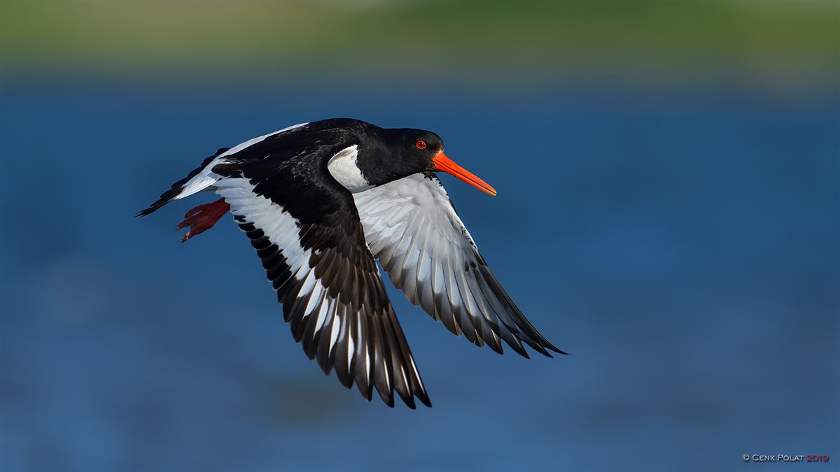 Eurasian Oystercatcher