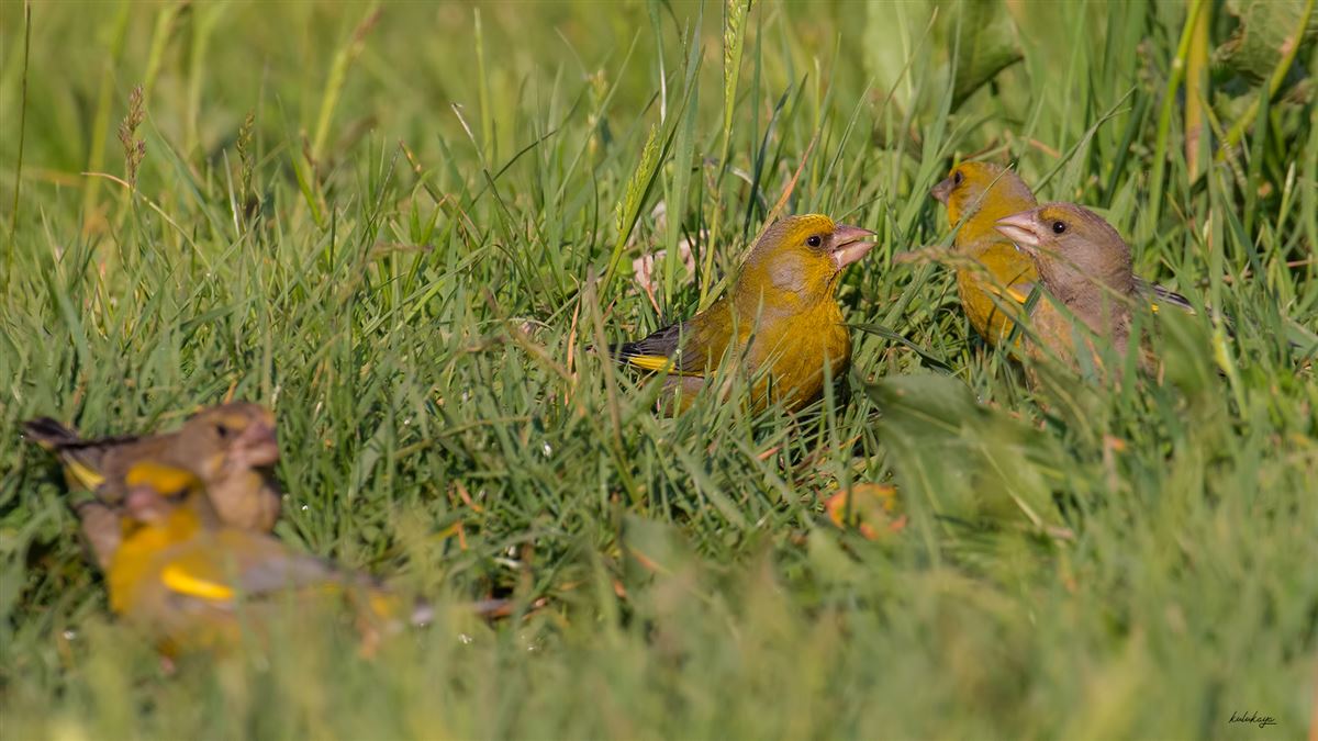 European Greenfinch