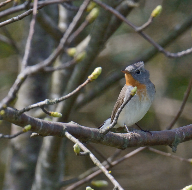 Red-breasted Flycatcher