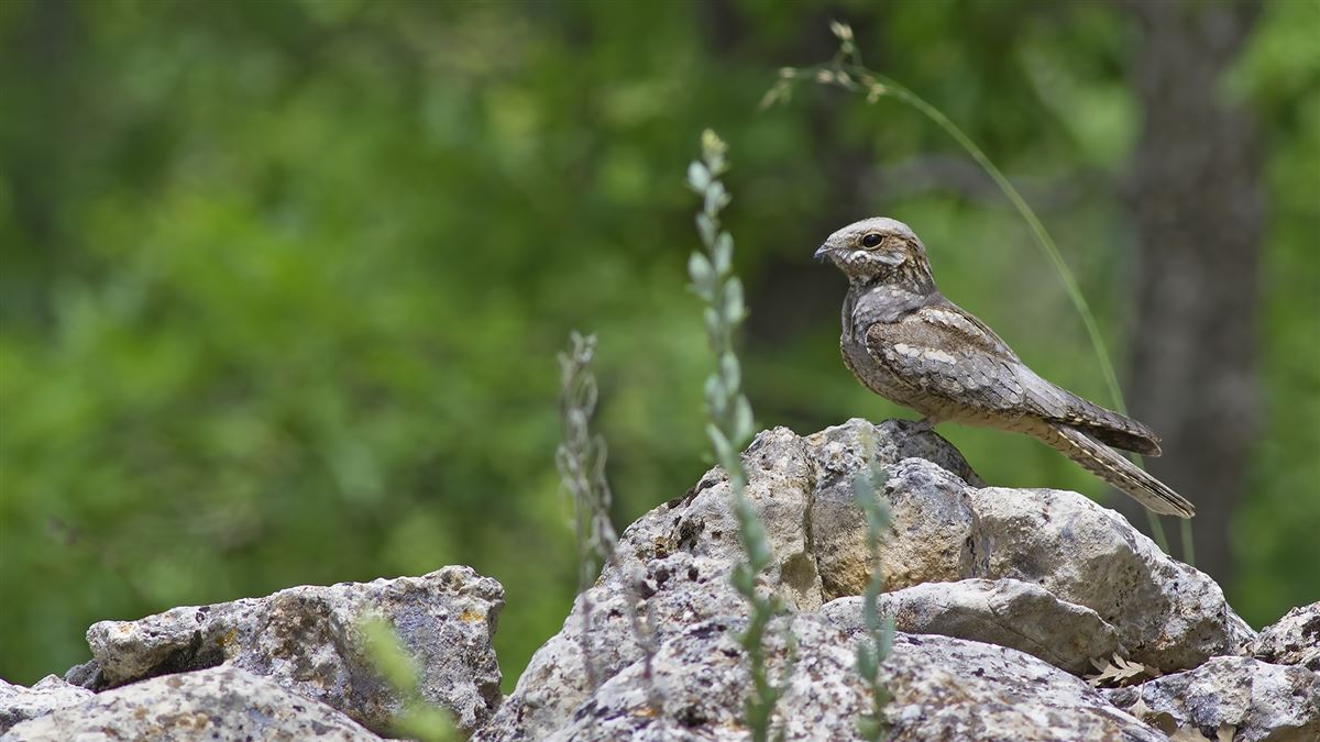 European Nightjar