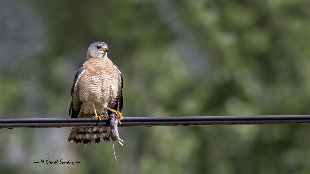 Levant Sparrowhawk