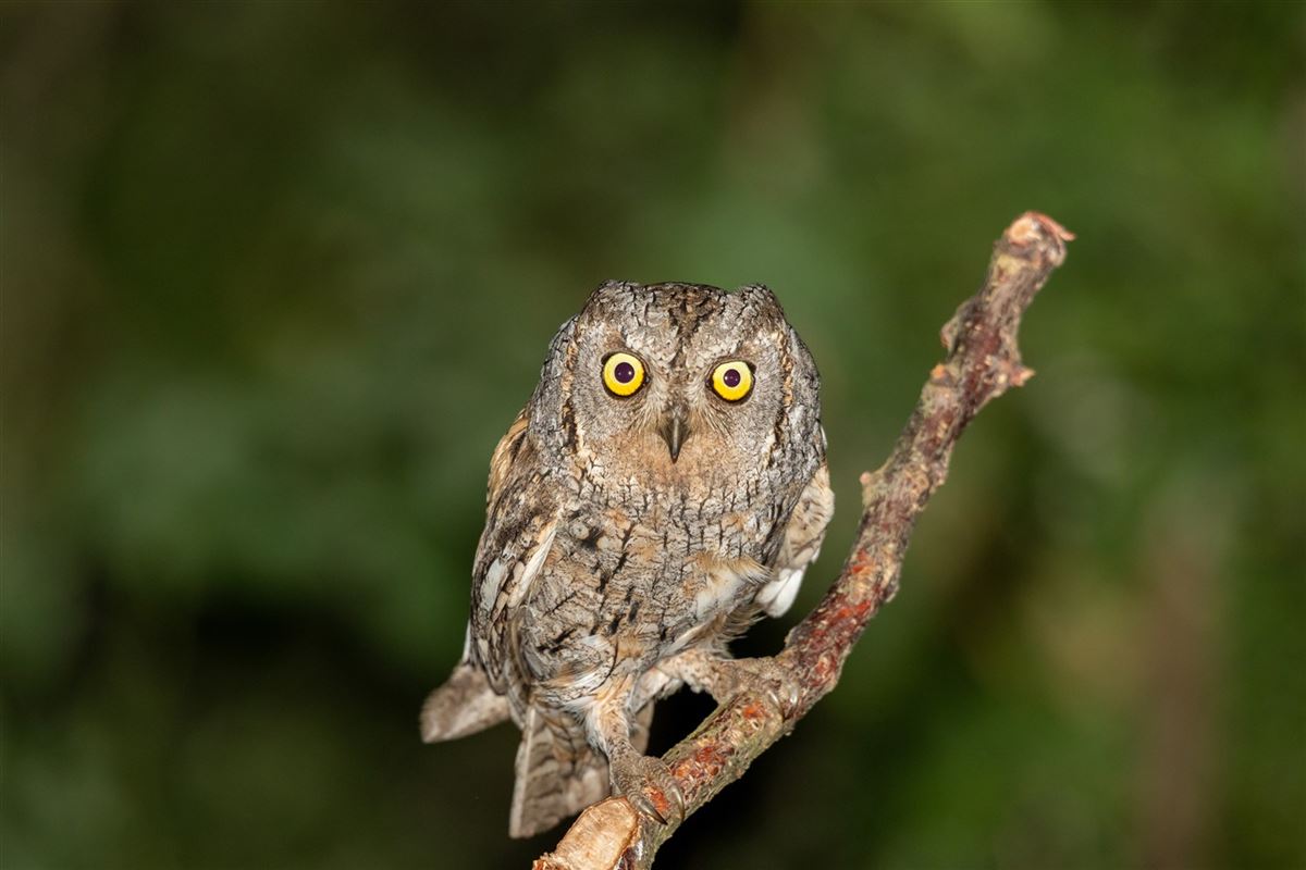 Eurasian Scops Owl