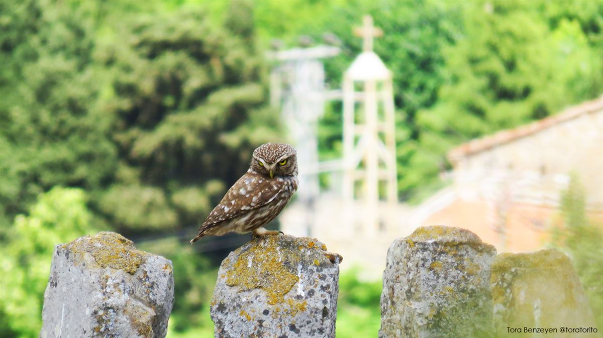 Little Owl