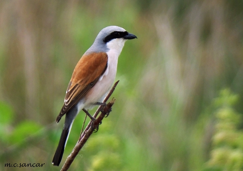 Red-backed Shrike