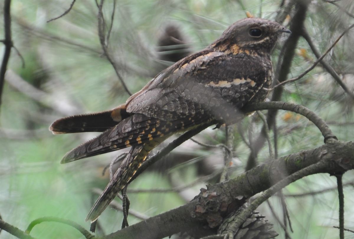 European Nightjar