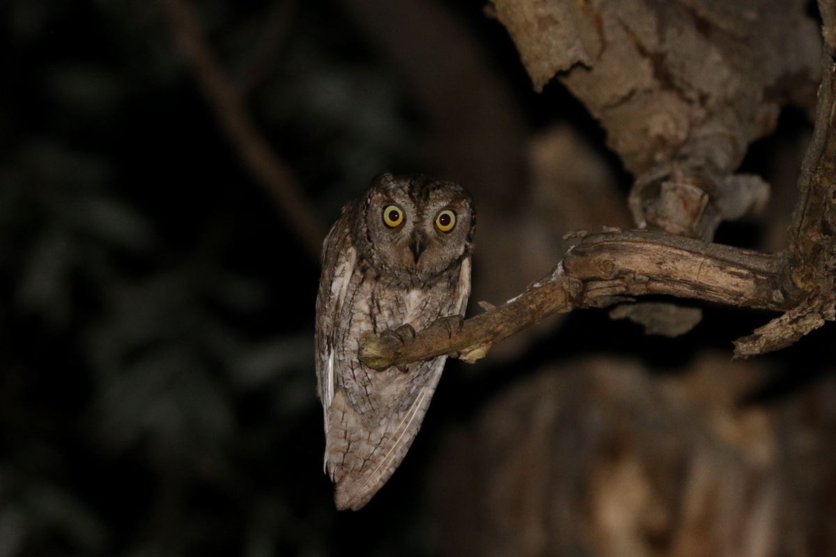 Eurasian Scops Owl
