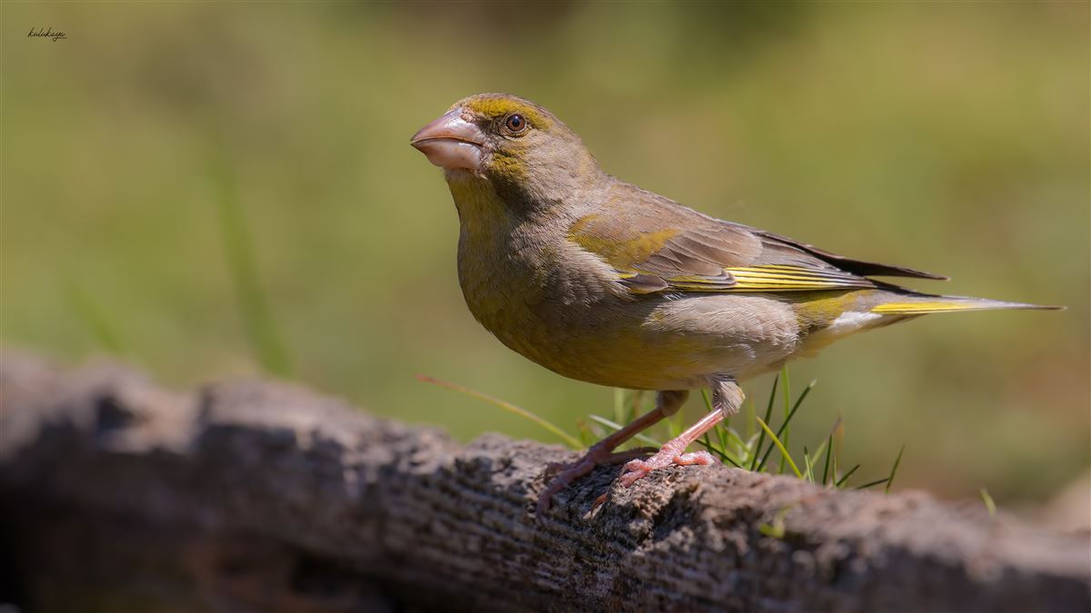 European Greenfinch