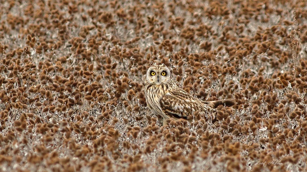 Short-eared Owl