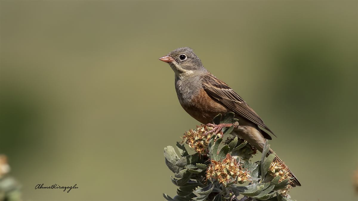 Ortolan Bunting