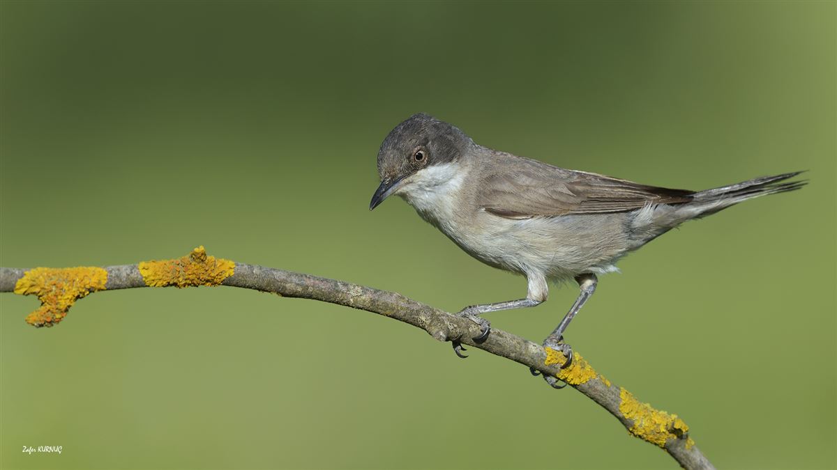 Eastern Orphean Warbler