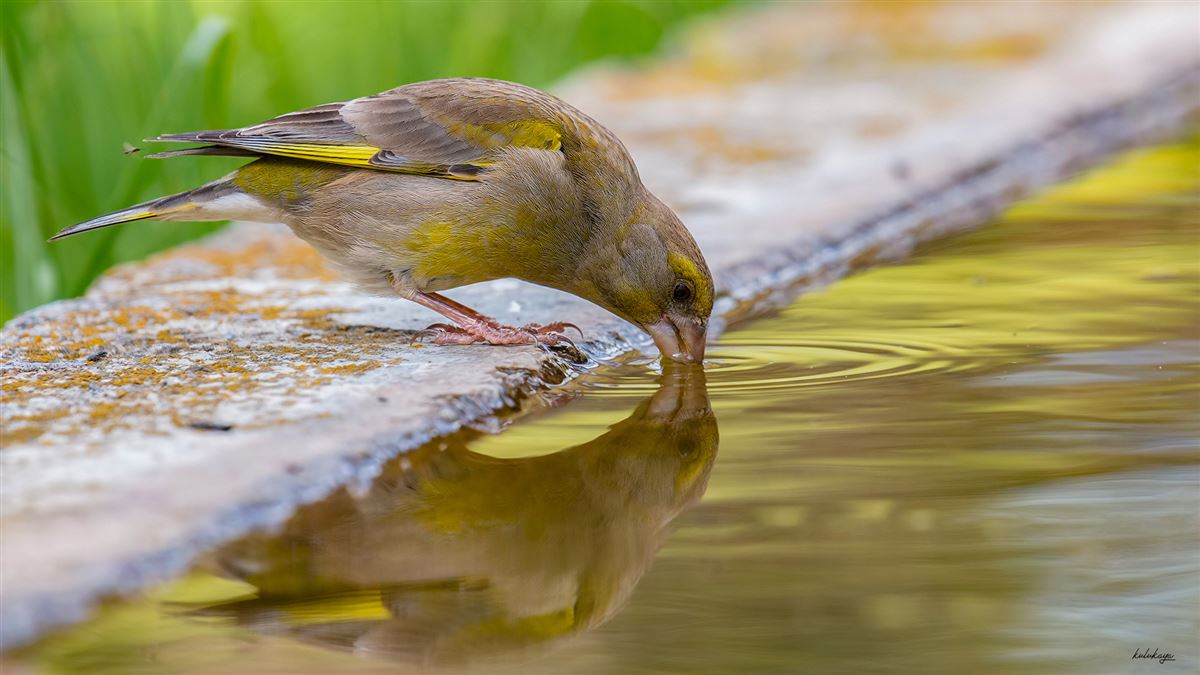 European Greenfinch