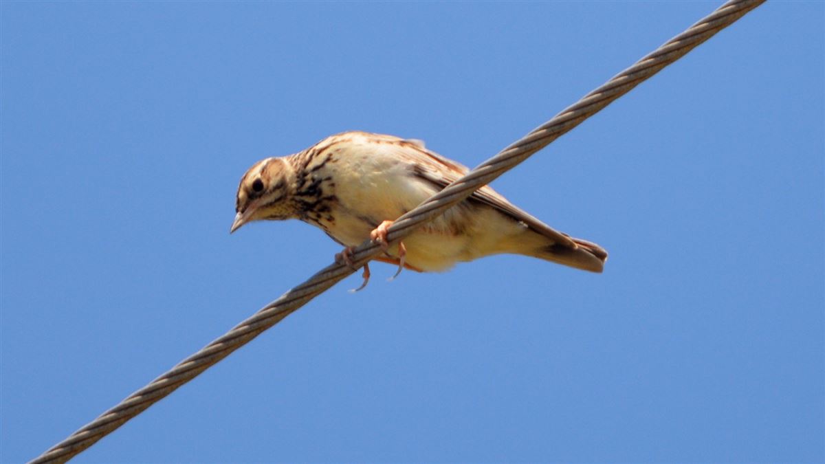 Orman Toygarı