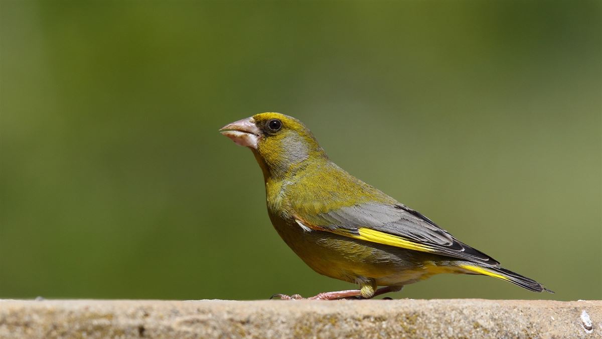 European Greenfinch