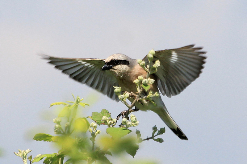 Red-backed Shrike