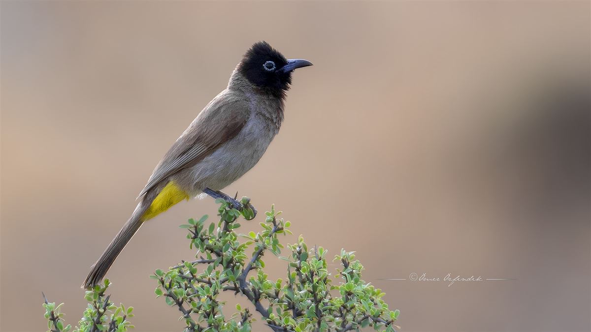 White-spectacled Bulbul