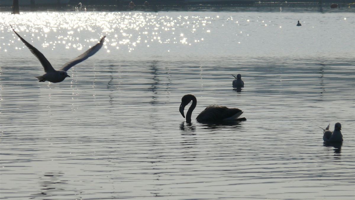 Greater Flamingo