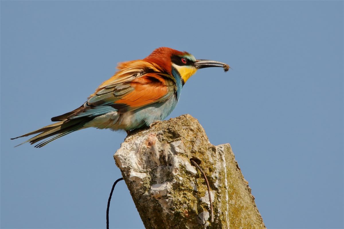 European Bee-eater