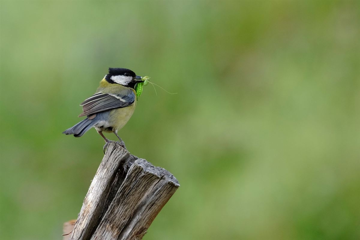 Great Tit