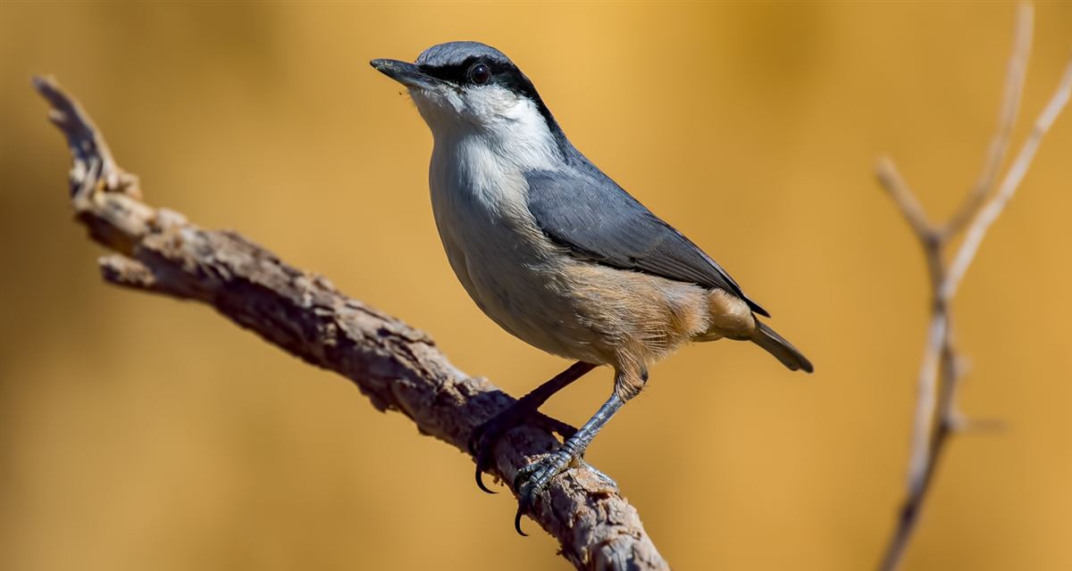Western Rock Nuthatch