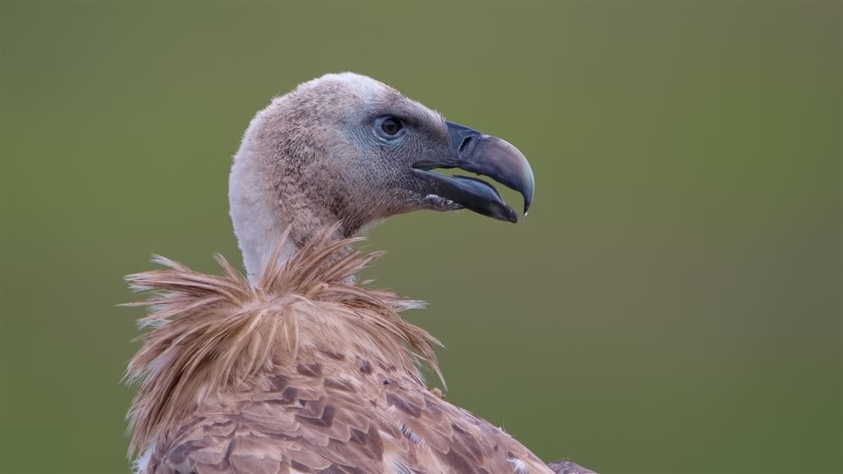 Griffon Vulture