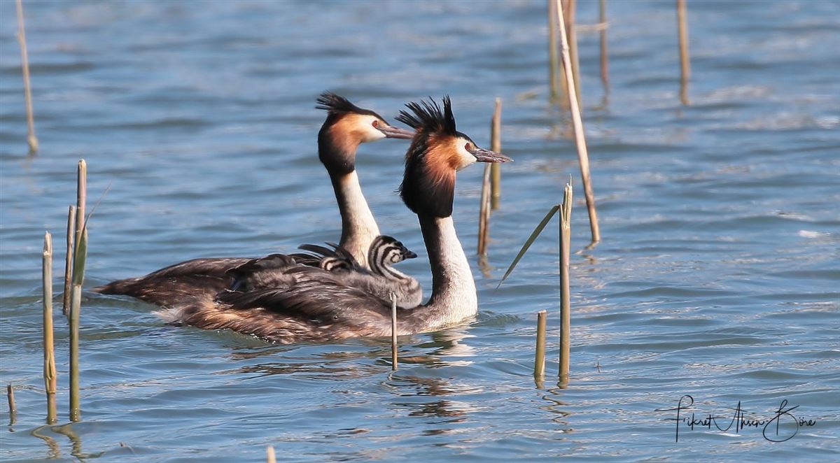 Great Crested Grebe