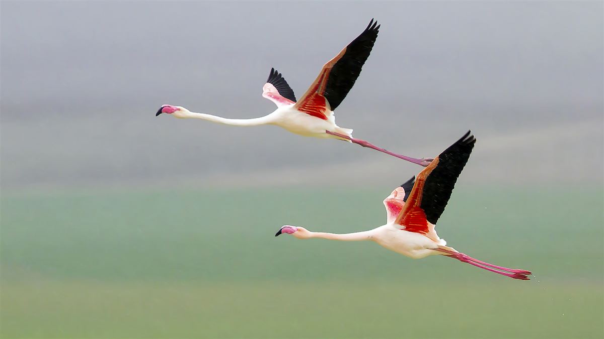 Greater Flamingo