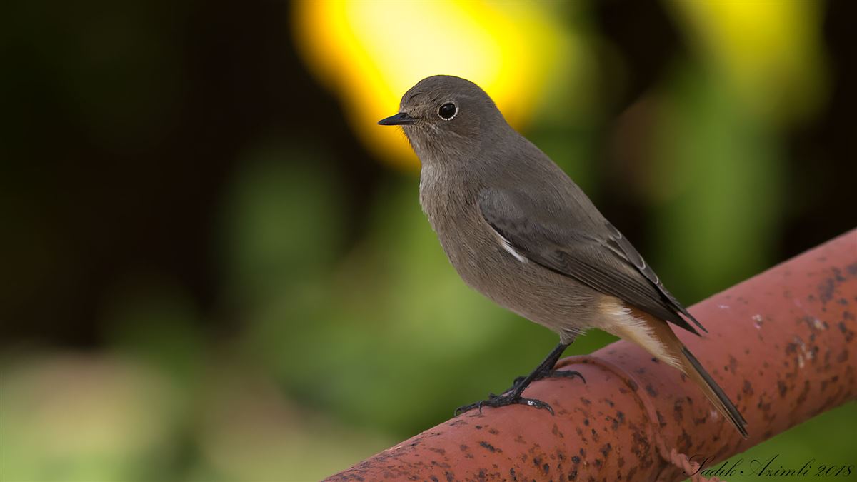 Black Redstart