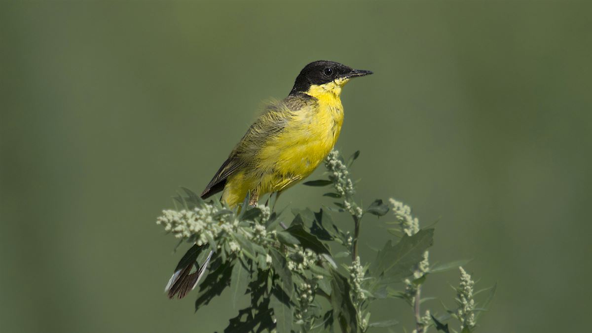 Western Yellow Wagtail
