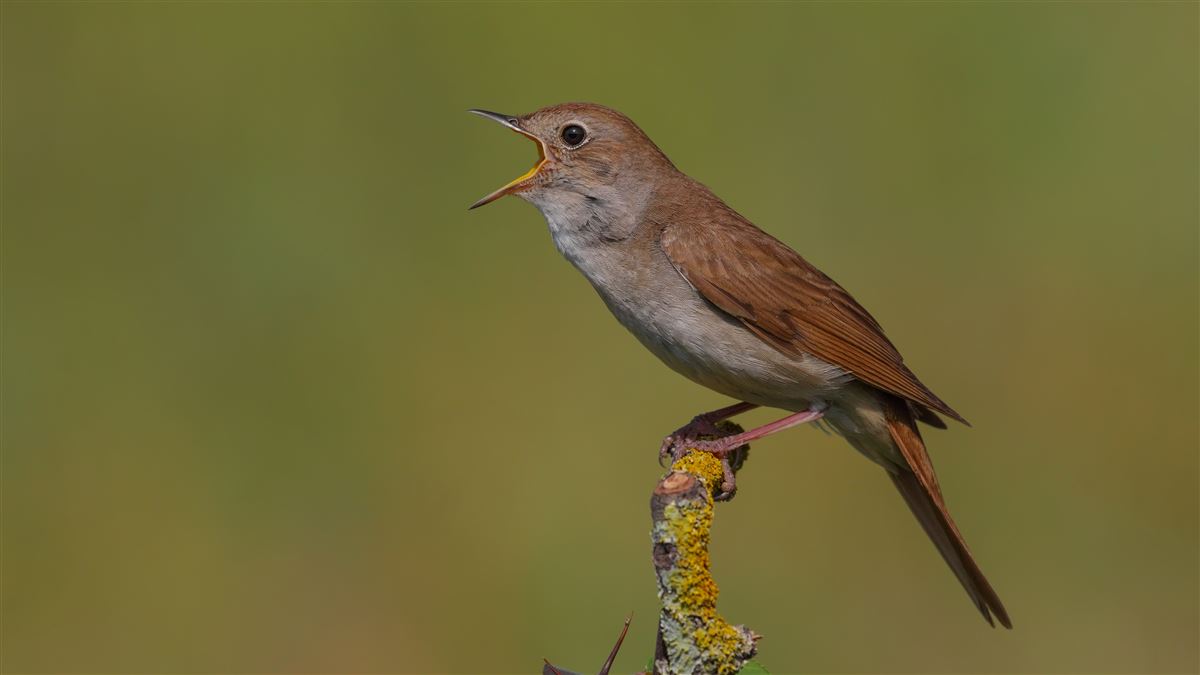 Common Nightingale