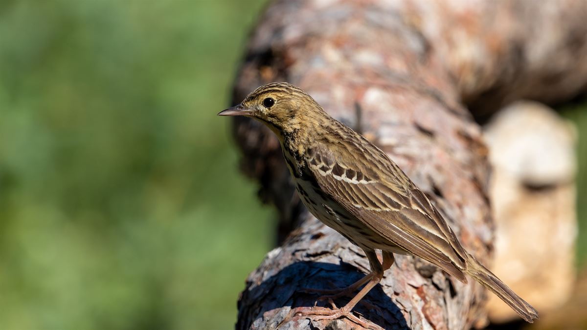 Tree Pipit