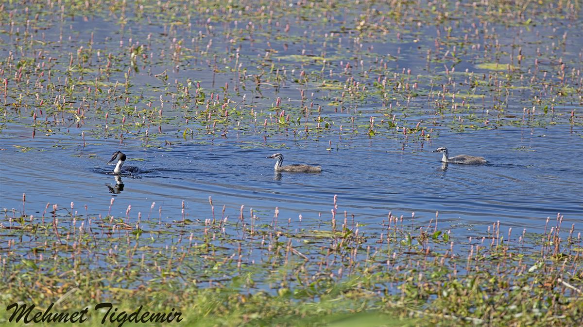 Great Crested Grebe