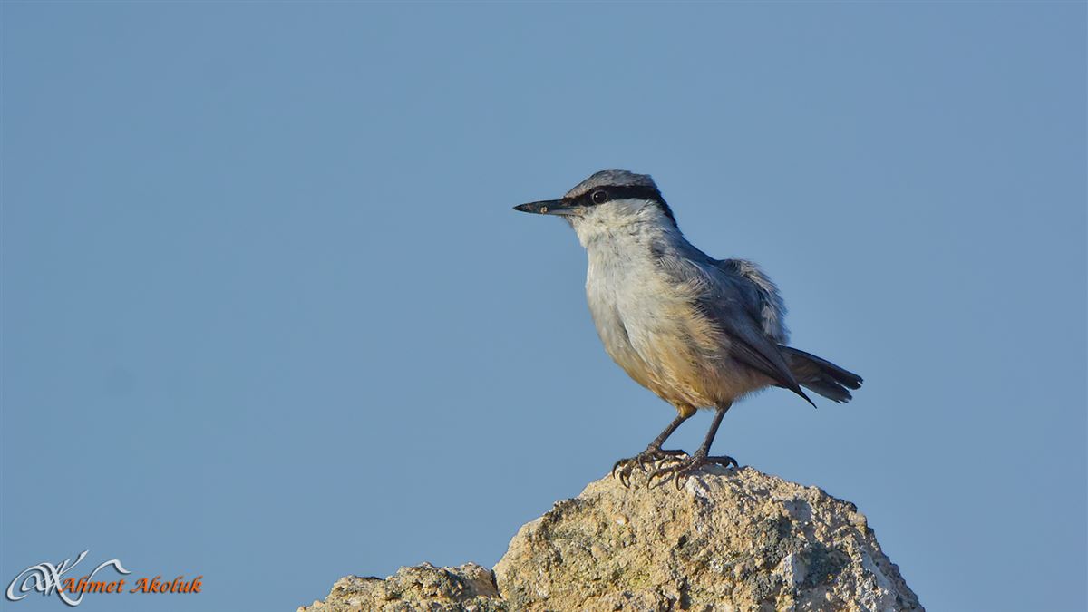 Western Rock Nuthatch