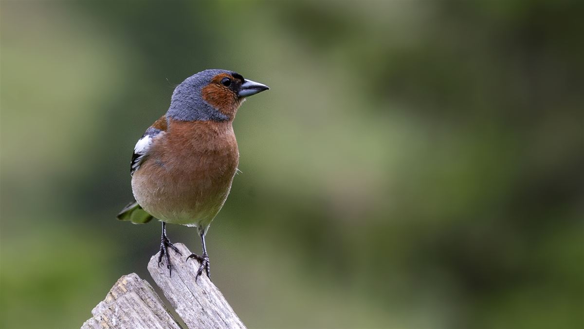 Eurasian Chaffinch
