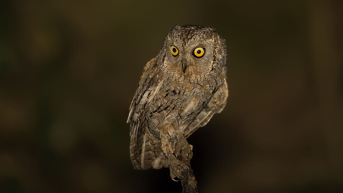 Eurasian Scops Owl