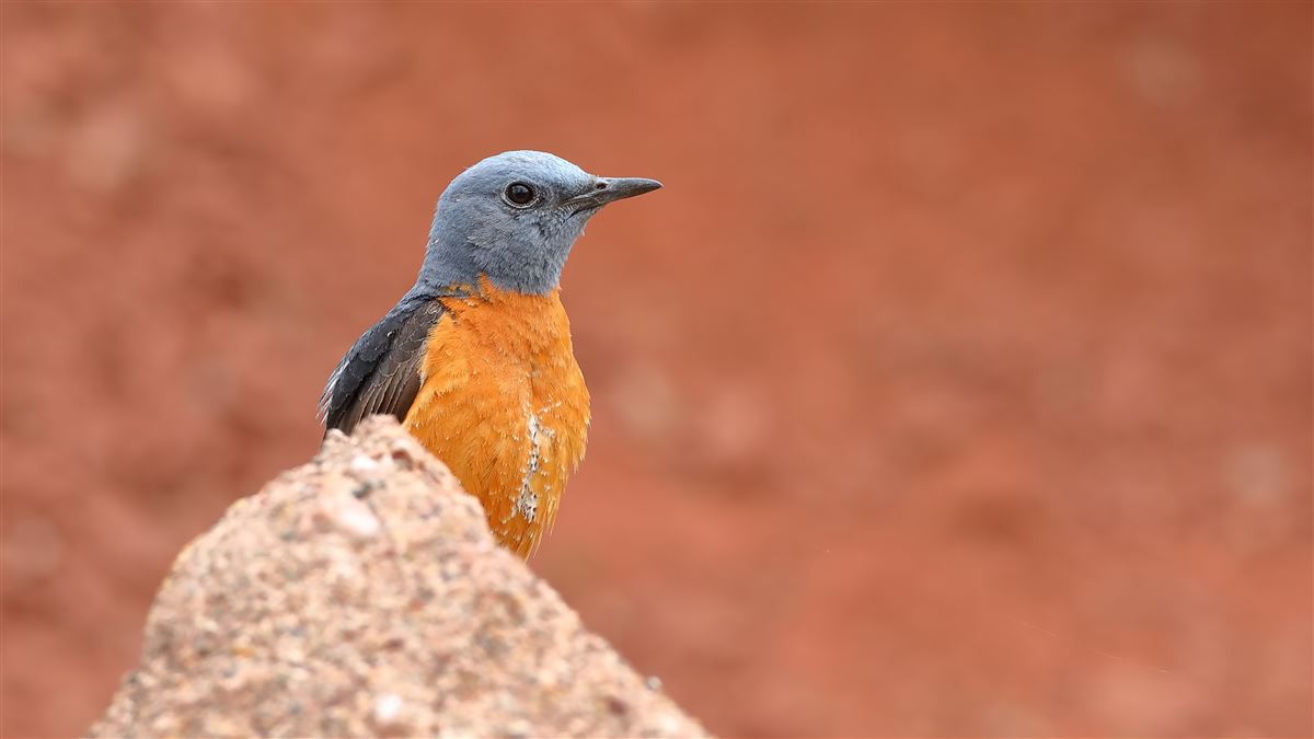 Common Rock Thrush