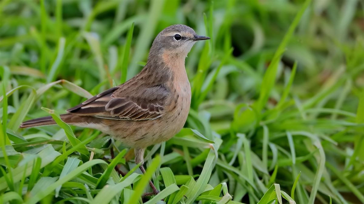 Water Pipit