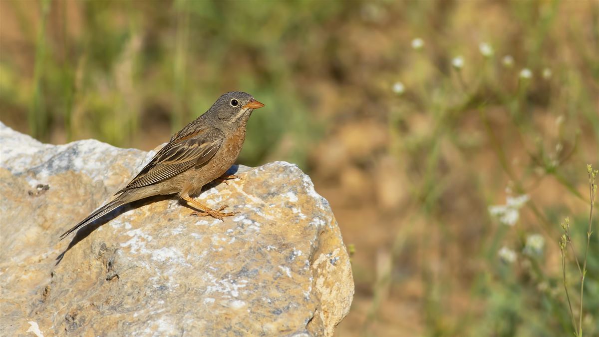 Grey-necked Bunting