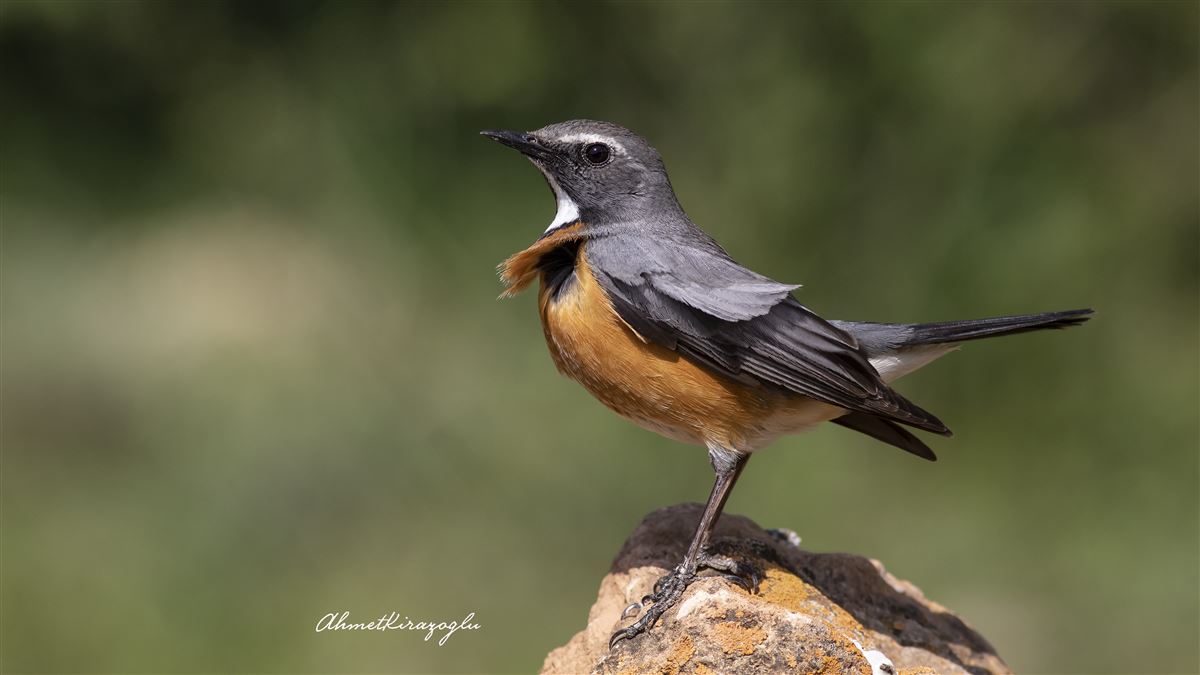 White-throated Robin