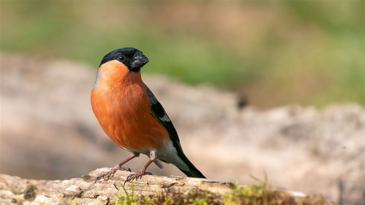 Eurasian Bullfinch