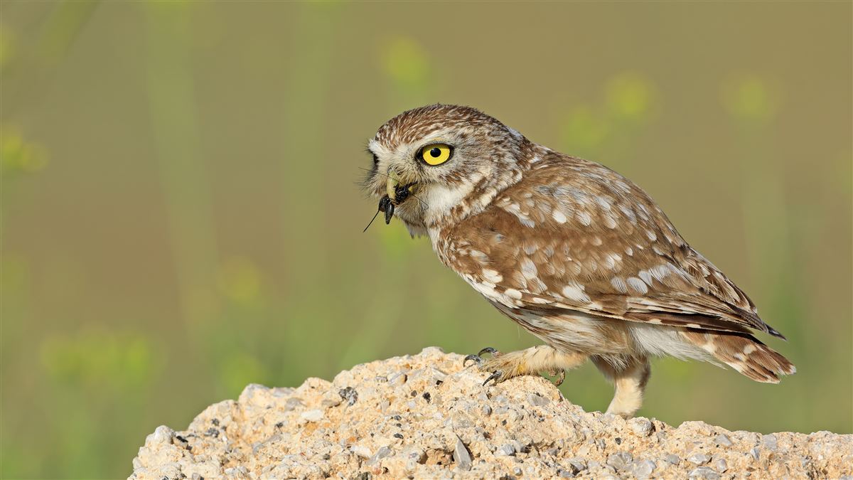 Little Owl