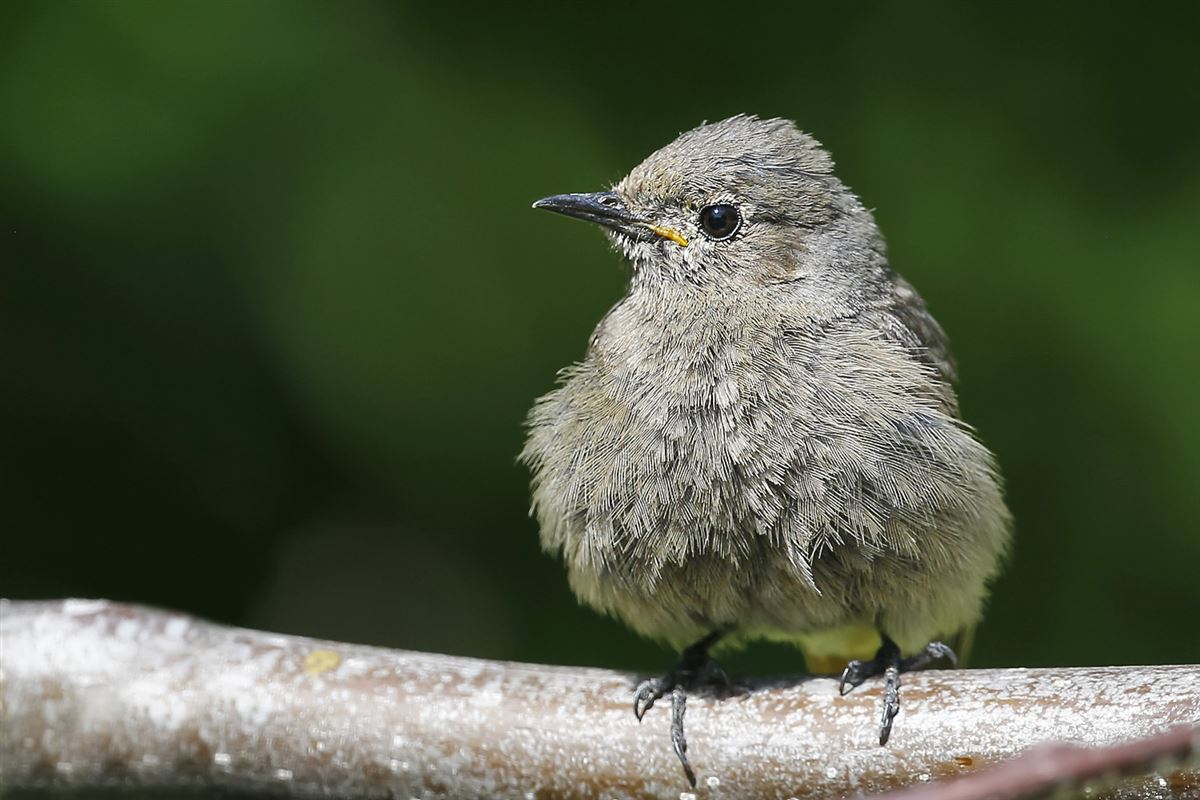 Black Redstart