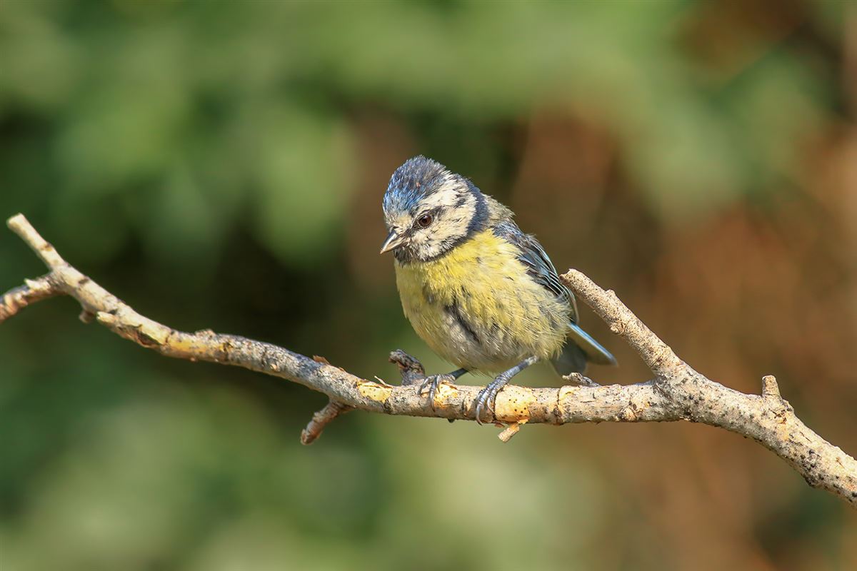 Eurasian Blue Tit
