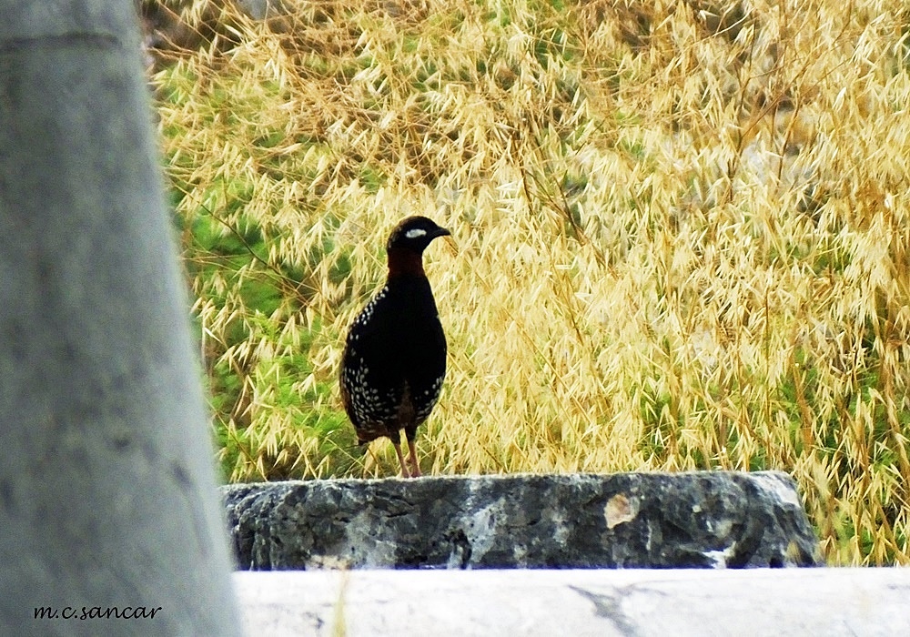 Black Francolin